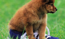 Playful Puppy Outdoor Puzzle